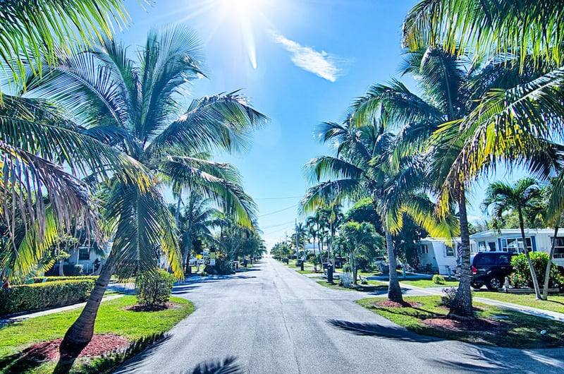 Florida roads and Palm trees