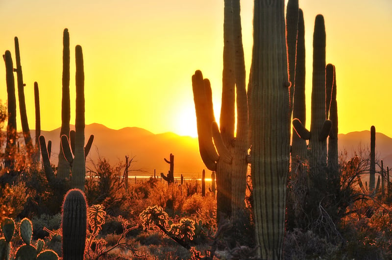 Saguaro Sunset, Arizona