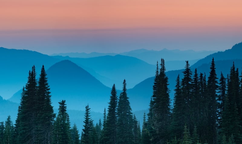 Forest skyline